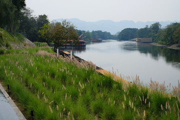 Wall Mural - Grass flowers nearby the river