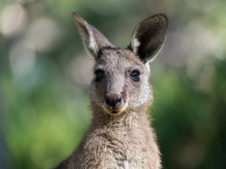 Wall Mural - Friendly kangaroo, Australia