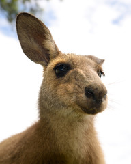 Wall Mural - Friendly kangaroo, Australia