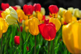 Fototapeta Kwiaty - tulips in bloom