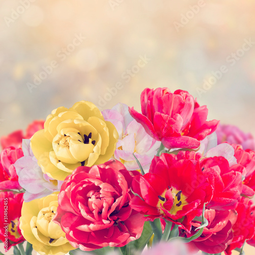 Colorful tulip flowers