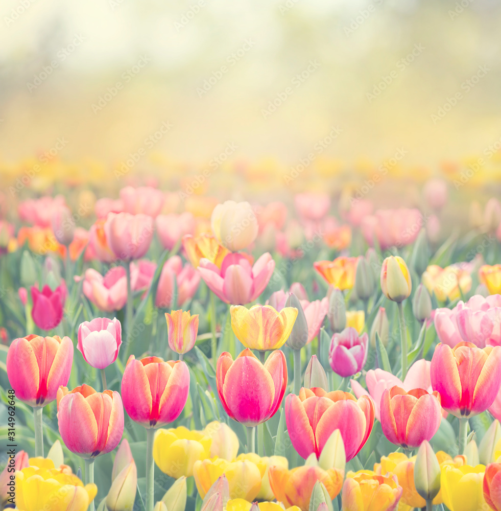 Pole kolorowych tulipanów - obrazy, fototapety, plakaty 