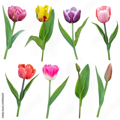 colorful tulips flowers  isolated on white background