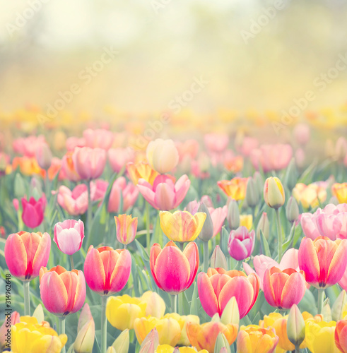 Colorful tulip field