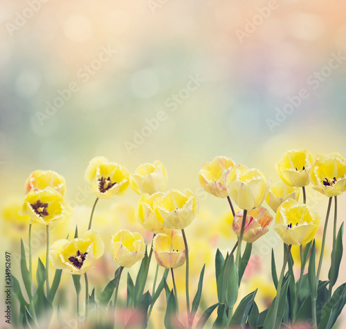  Fototapeta tulipany   kwitnace-zolte-tulipany