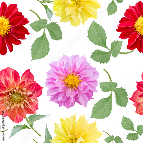 seamless pattern of dahlia flowers on white