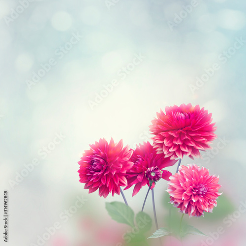 Dahlia Flowers Bloom in The Garden
