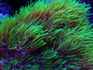 Sticker - Green star polyp soft coral - briareum violaceum