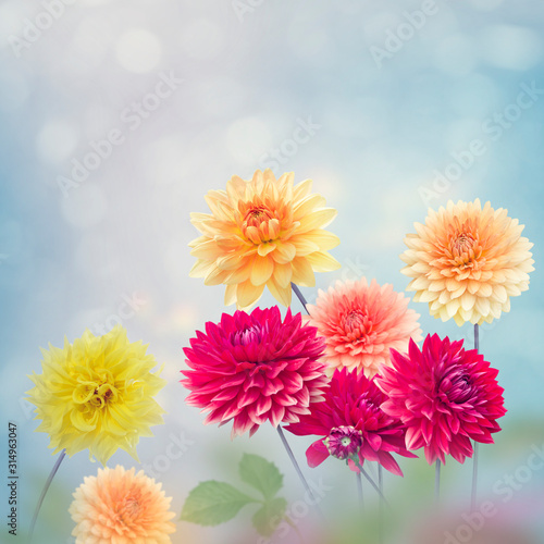Dahlia Flowers Bloom in The Garden