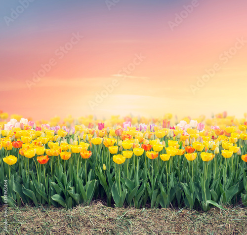 Colorful tulip field