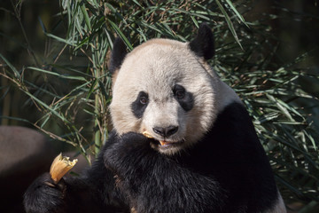 Wall Mural - Panda Bear Eating a Tasty Snack, Bifengxia Panda Reserve in Ya'an Sichuan Province, China. Panda 
