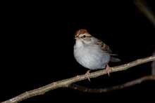 Chipping Sparrow On A Backyard Home Feeder