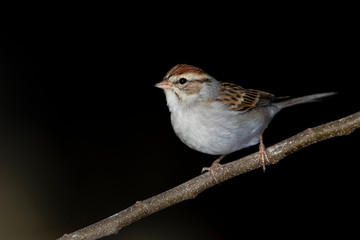 Wall Mural - Chipping sparrow on a backyard home feeder