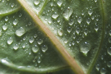 close up of beautiful green leaf texture with dew water