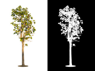 single tree on transparent picture background with clipping path, single tree with clipping path and alpha channel on black background.