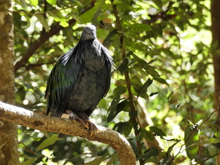 Naklejka na meble The  bird of prey  on  tree.