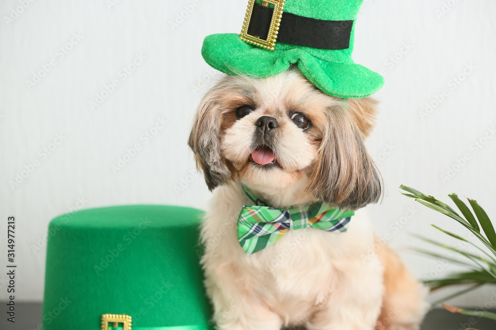 Cute dog with green hat at home. St. Patrick's Day celebration