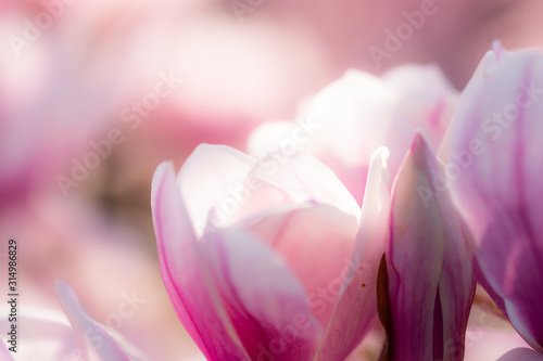 Dekoracja na wymiar  zblizenie-pieknych-swiecacych-kwiatow-magnolii-kwitnacych-wiosna-idealne-tlo-dla