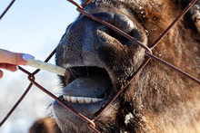 A Close-up On The Jaws Of An Animal Bull On Wall Street, A Cow, A Bison Stuck Through The Net Fence Is Fed From The Hand With Bread. Agriculture And Farming.