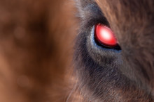 Close-up On The Big The Glowing Evil Red Eye Of A Demon Or Satan, Animal, Bull, Bison, Cow Or Horse With Brown Hair And Reflection In The Pupil. View Of An Endangered Animal.