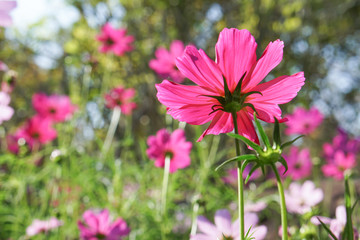 spring time, beautiful cosmos flowers are blossoming on green meadow against sunlight with copy spac
