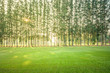 Wonderful green grass field with trees in morning, Scenery green golf and meadow with sunbeam