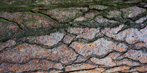 old tree bark texture