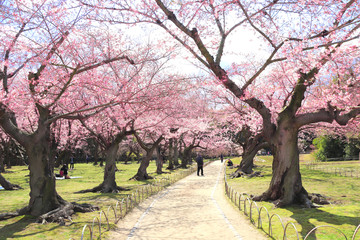 Sticker - Sakura in Koishikawa Korakuen garden, Okayama, Japan