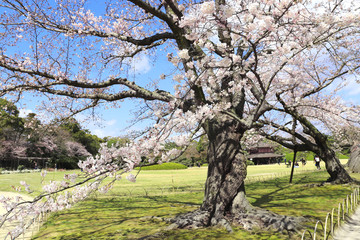 Wall Mural - Sakura in Koishikawa Korakuen garden, Okayama, Japan