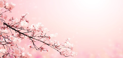 Aufkleber - Beautiful magic spring scene with sakura flowers