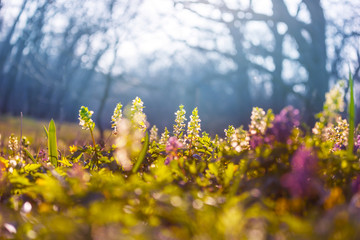 Poster - Spring forest