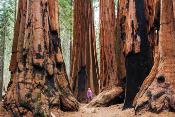 sequoia