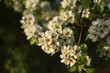 © Ihor95 - The fragrant flowers of a blooming wild pear in the sunlight.