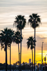 Wall Mural - Long Beach sunset