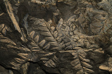 Fern Plant Fossil