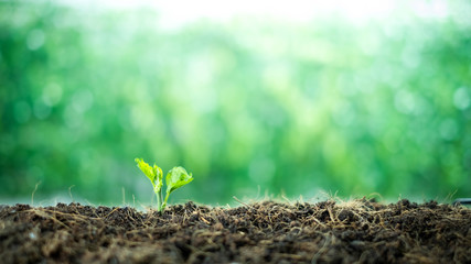 A small tree born on a ground for renewable, sustainable development over blurred green nature background.  environment concept.Ecology concept.