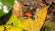 Blue jeans frog (Oophaga pumilio) on dead leaves in the rainforest of Costa Rica
