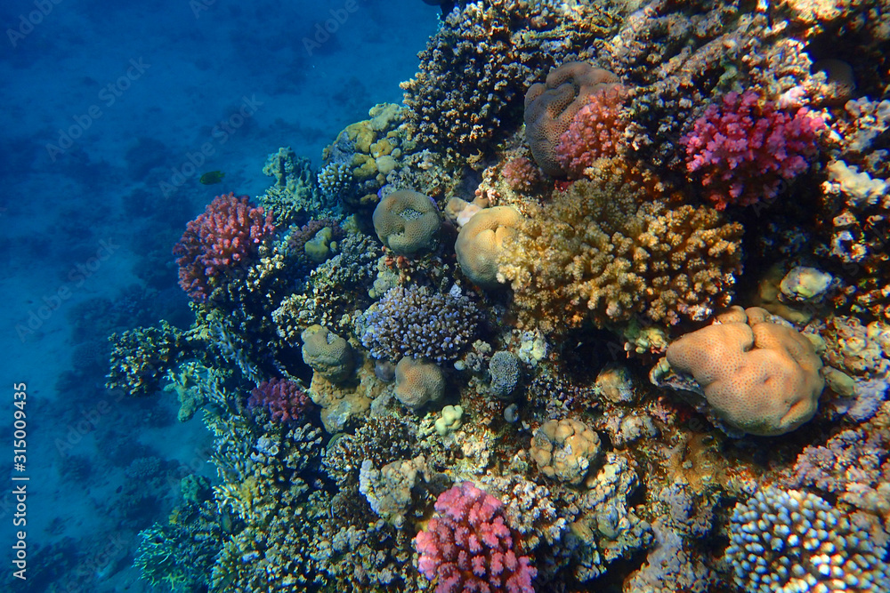 coral reef in Red Sea - obrazy, fototapety, plakaty 