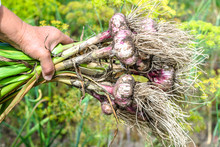 Harvesting Garlic In The Garden. Farmer With Freshly Harvested Vegetables, Organic Farming Concept.