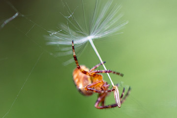 spider on a leaf