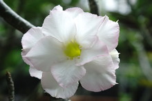 Desert Rose Bonsai White Flowers, Thin Pink Edges