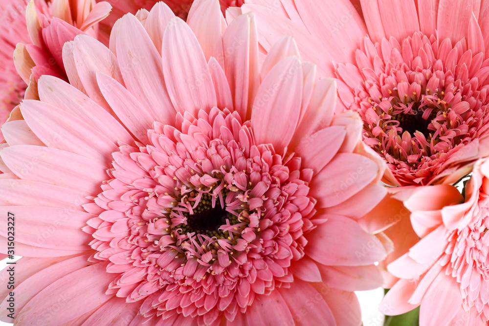 beautiful pink gerbera flower blooming in springtime - obrazy, fototapety, plakaty 