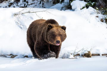 Wall Mural - wild brown bear in winter forest