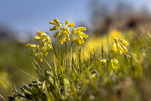 Common Cowslip Yellow Flower