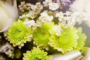 Canvas Print - Beautiful White chrysanthemum flower close up