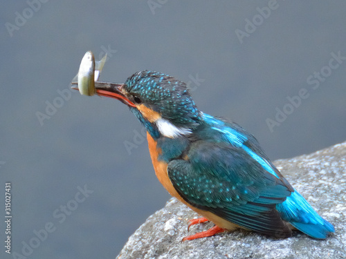 カワセミが小魚をくちばしに咥えています A Kingfisher Is Holding A Small Fish In His Beak Adobe Stock でこのストック画像を購入して 類似の画像をさらに検索 Adobe Stock