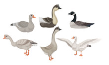 Greylag Geese Standing With Stretched Wings And Sitting On The Ground Vector Illustrations