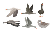 Greylag Geese In Flying Pose With Stretched Wings And In Standing Pose Vector Set