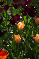 Wall Mural - glade with large bright multicolored tulips lit by the sun.