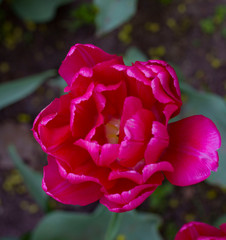 Wall Mural - red and pink tulips close up